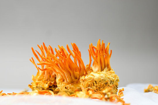 Cordyceps Militaries