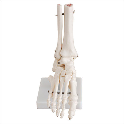 Life-size Foot Joint