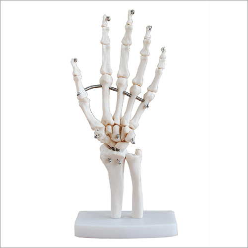 Life-Size Hand Joint
