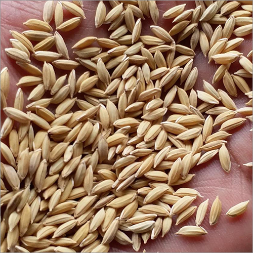 Organic Natural Paddy Rice