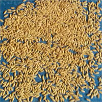 Gobinda Bhog Paddy