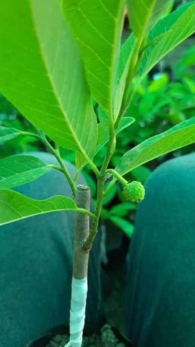 Sitafal plant