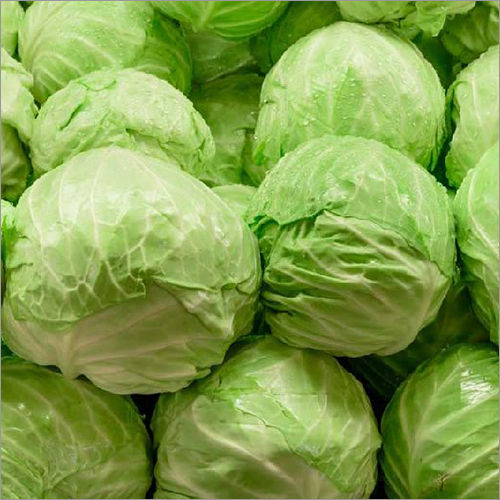 Fresh Cabbage