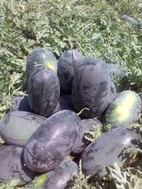 APEXX F1 Hybrid Watermelon Seeds