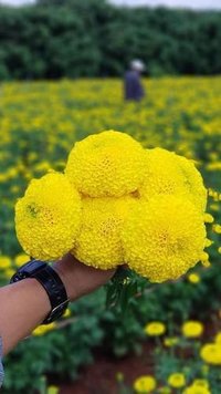 Tokyo F1 Marigold Seeds