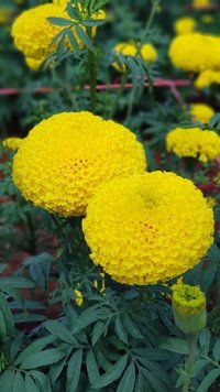 Tokyo F1 Marigold Seeds