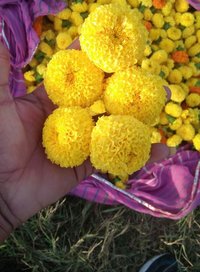 Tokyo F1 Marigold Seeds