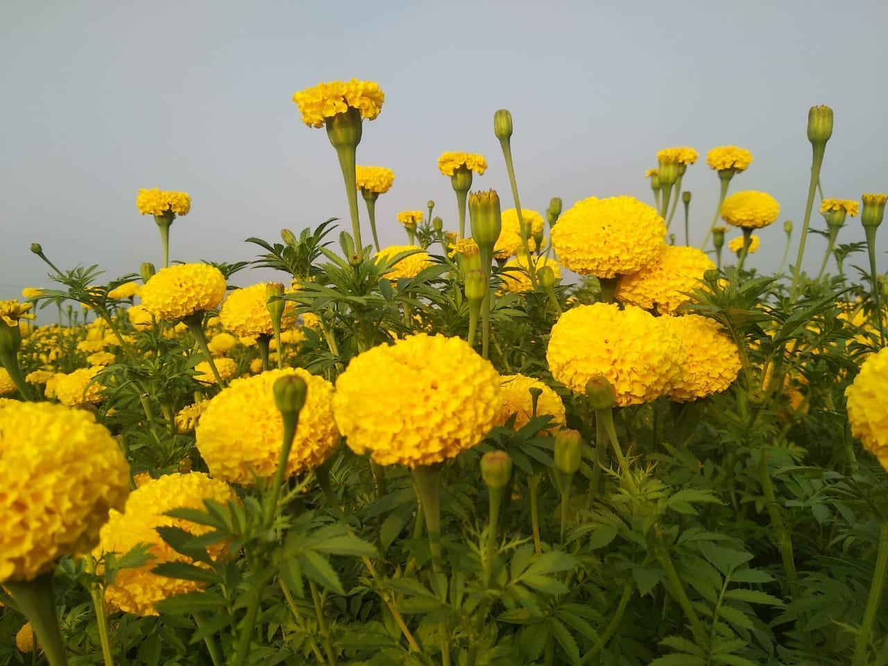 Tokyo F1 Marigold Seeds