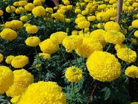 Tokyo F1 Marigold Seeds