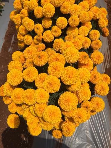 Super ball F1 Marigold seeds