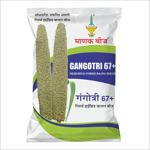 Gangotri 67 Research Hybrid Bajra Seeds