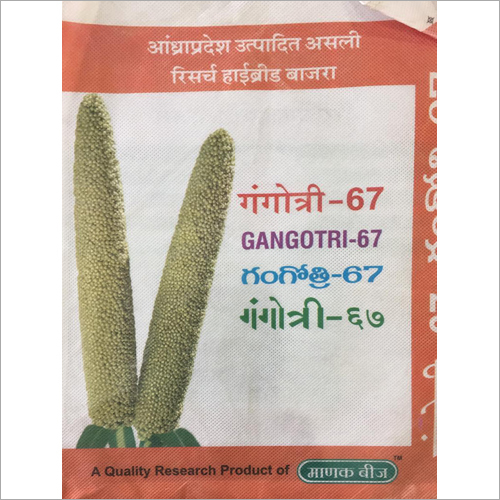 Gangotri-67 Research Hybrid Millet Seeds