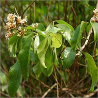 Malkangni Oil - Raw Material: Leaves