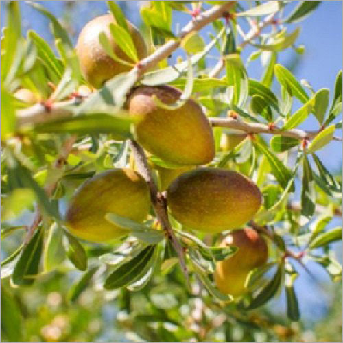 Argan Oil