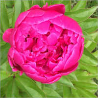 Gulab Attar - Suitable For: Personal Care