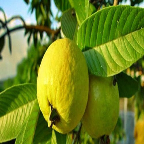 Guava Oil By SHIV SALES CORPORATION