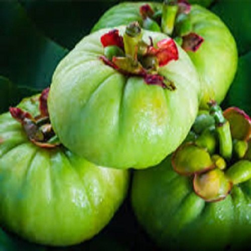 Garcinia Cambogia Extract By SHIV SALES CORPORATION