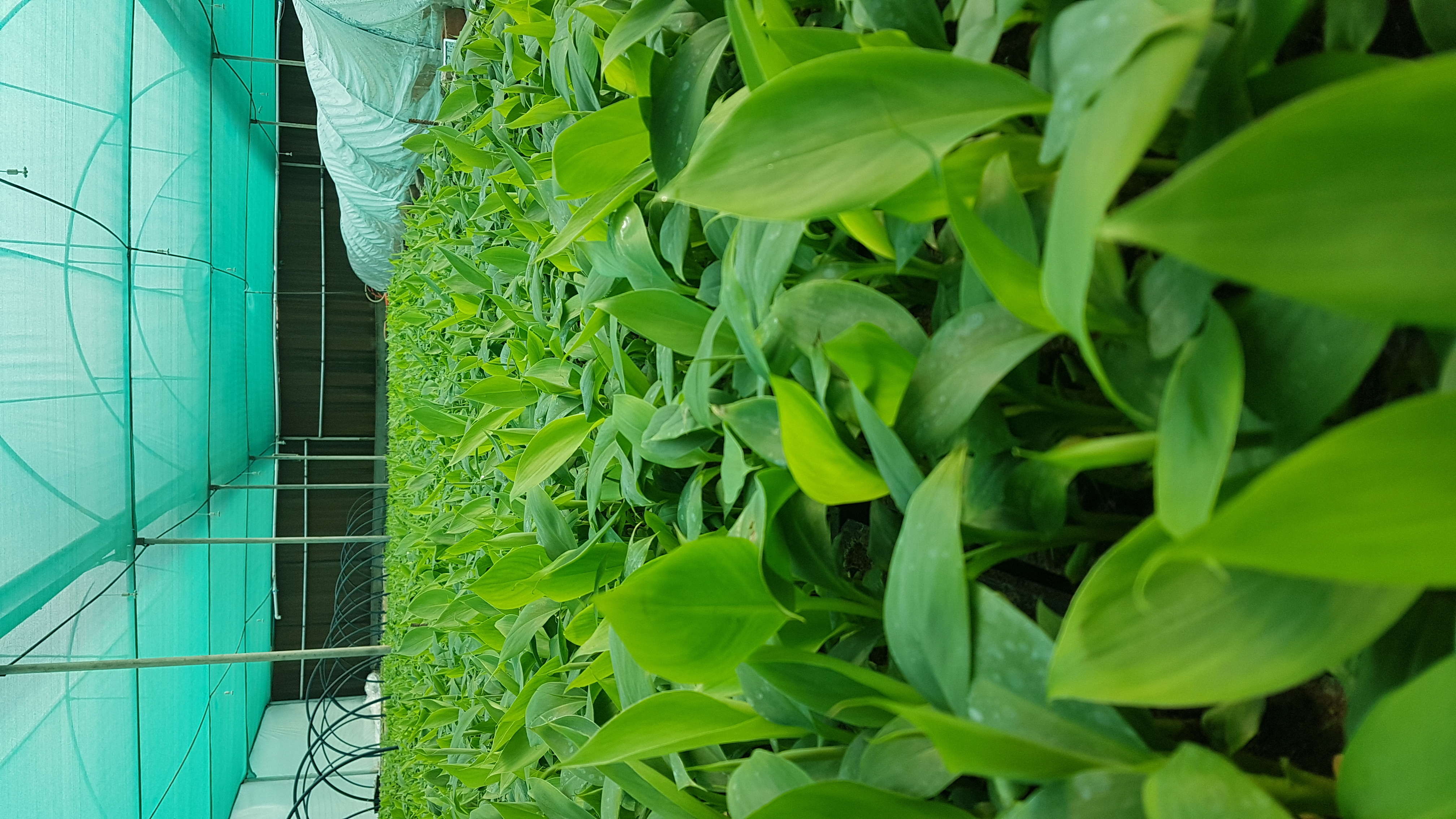 Net Pot Banana Plant