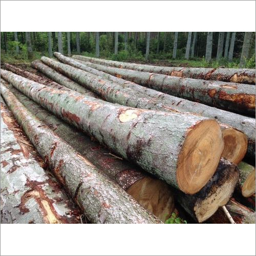 Spruce Logs