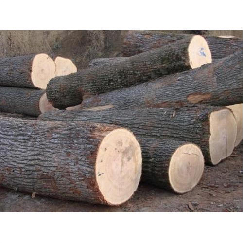 Brown Oak Wood Logs