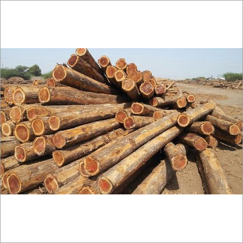 Eucalyptus Logs