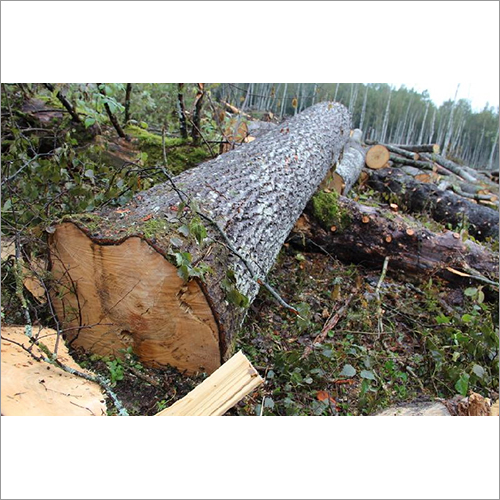 Aspen Logs