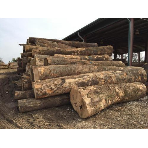Ash Logs