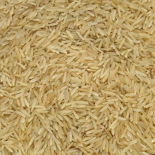 1509 Golden Rice