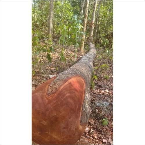 Mahogany Wood Log