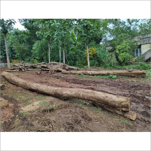 Kerala Teak Wood