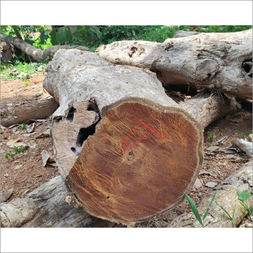Forest Teak Wood Logs