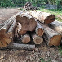Forest Wood Logs