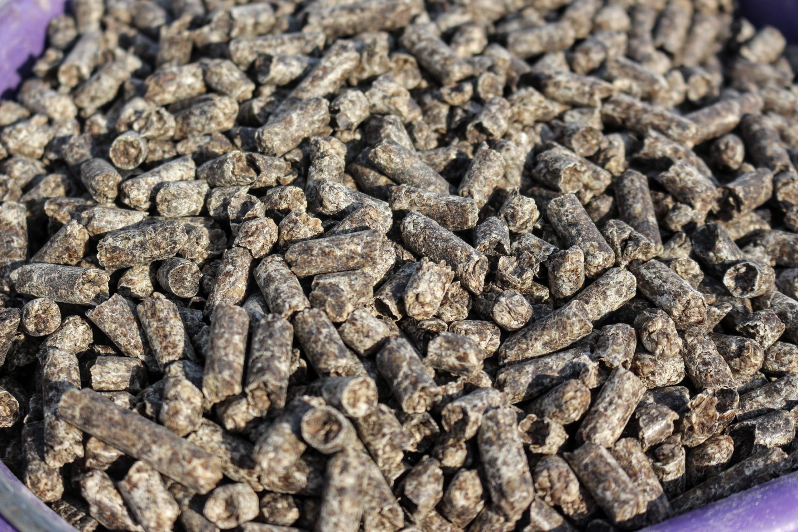 Sugar Beet Pulp Pellets