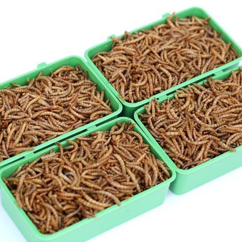 Normal Worm For Pet Food