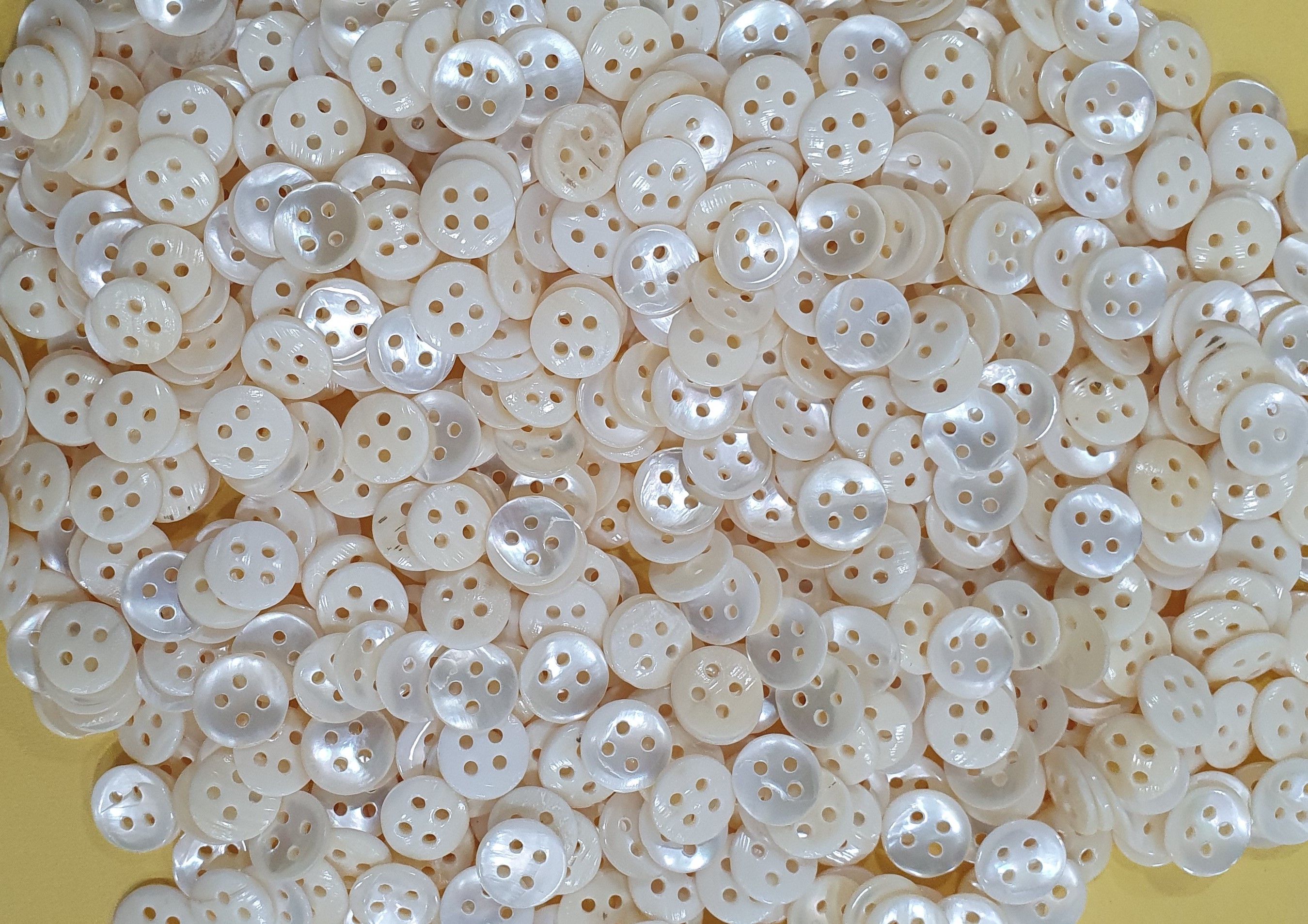 Indian River Shell Buttons