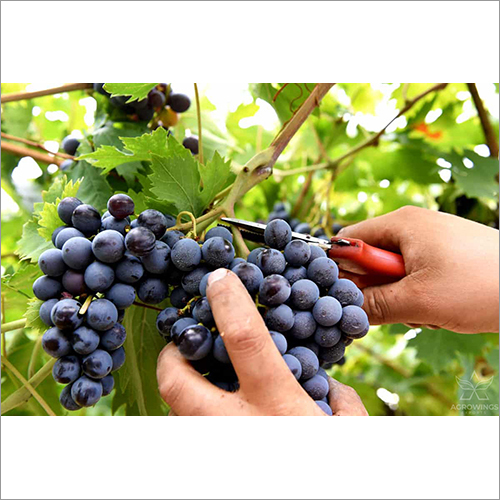 Black Grapes By AGROWINGS EXPORTS LLP