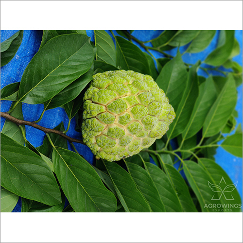 Fresh Custard Apple By AGROWINGS EXPORTS LLP