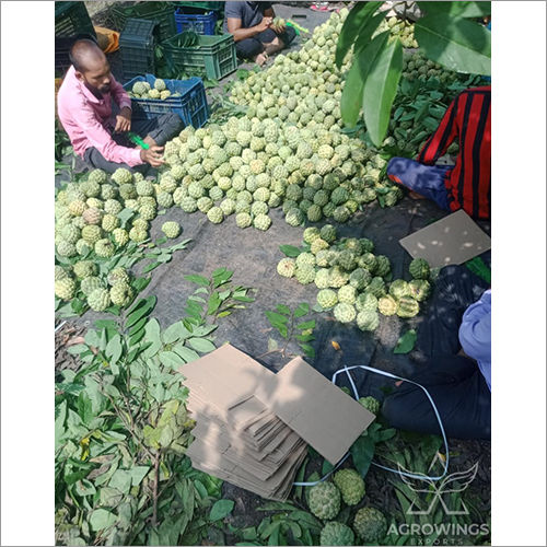 Fresh Custard Apple