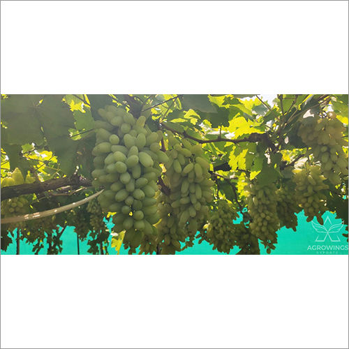 Fresh Green Grapes