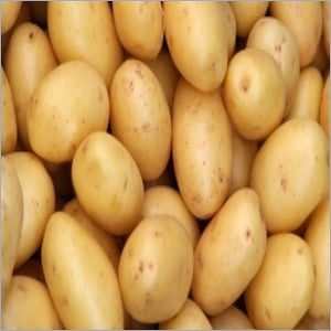 Fresh Potato