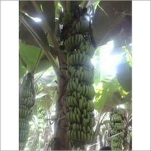 Fresh Banana
