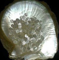 100 White Mother Of Pearl Buttons