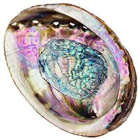 Raw Abalone