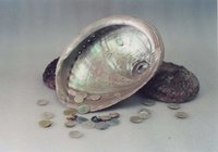 Raw Abalone