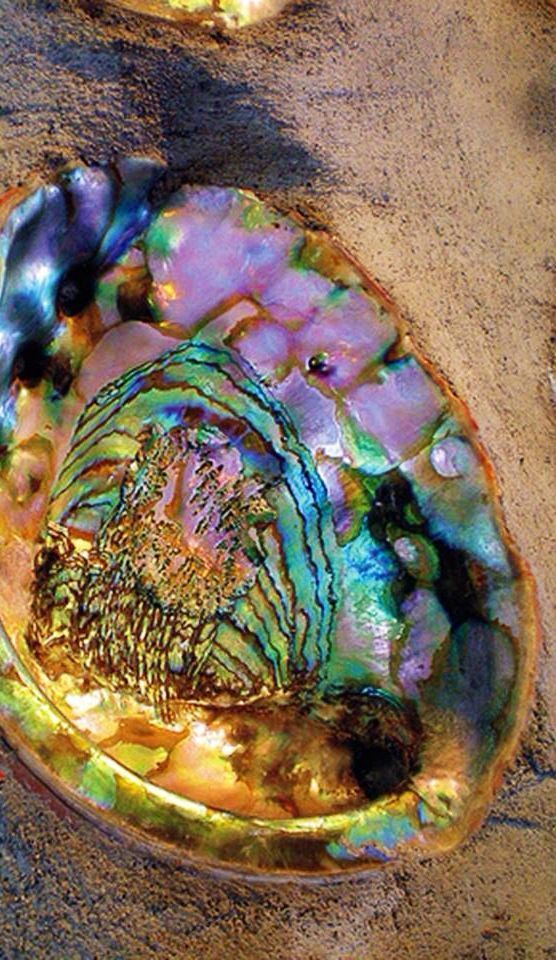 Raw Abalone