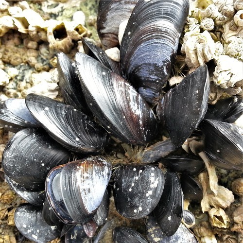 Black Mussel Shell Buttons