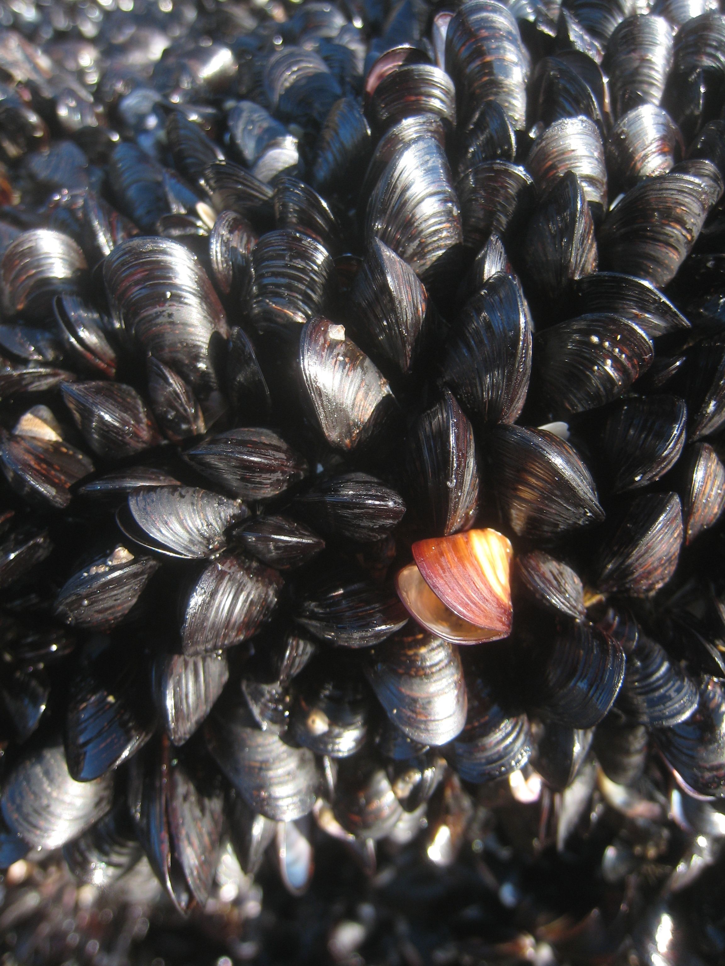 Black Mussel Shell Buttons