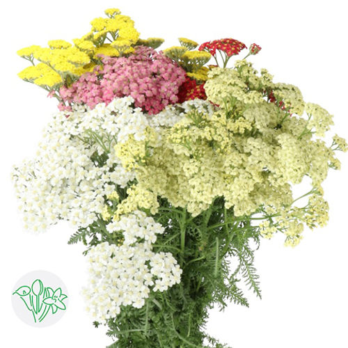 Achillea Assorted