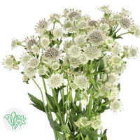 Astrantia White