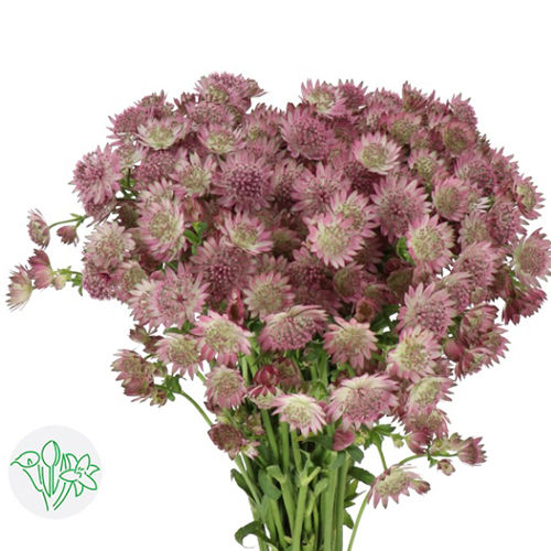 Astrantia flower